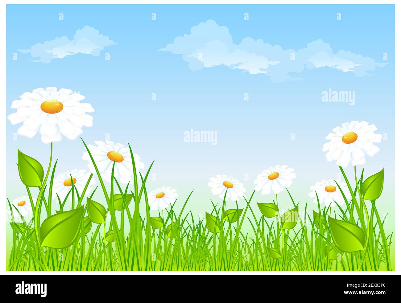 Domaine de marguerites Banque D'Images