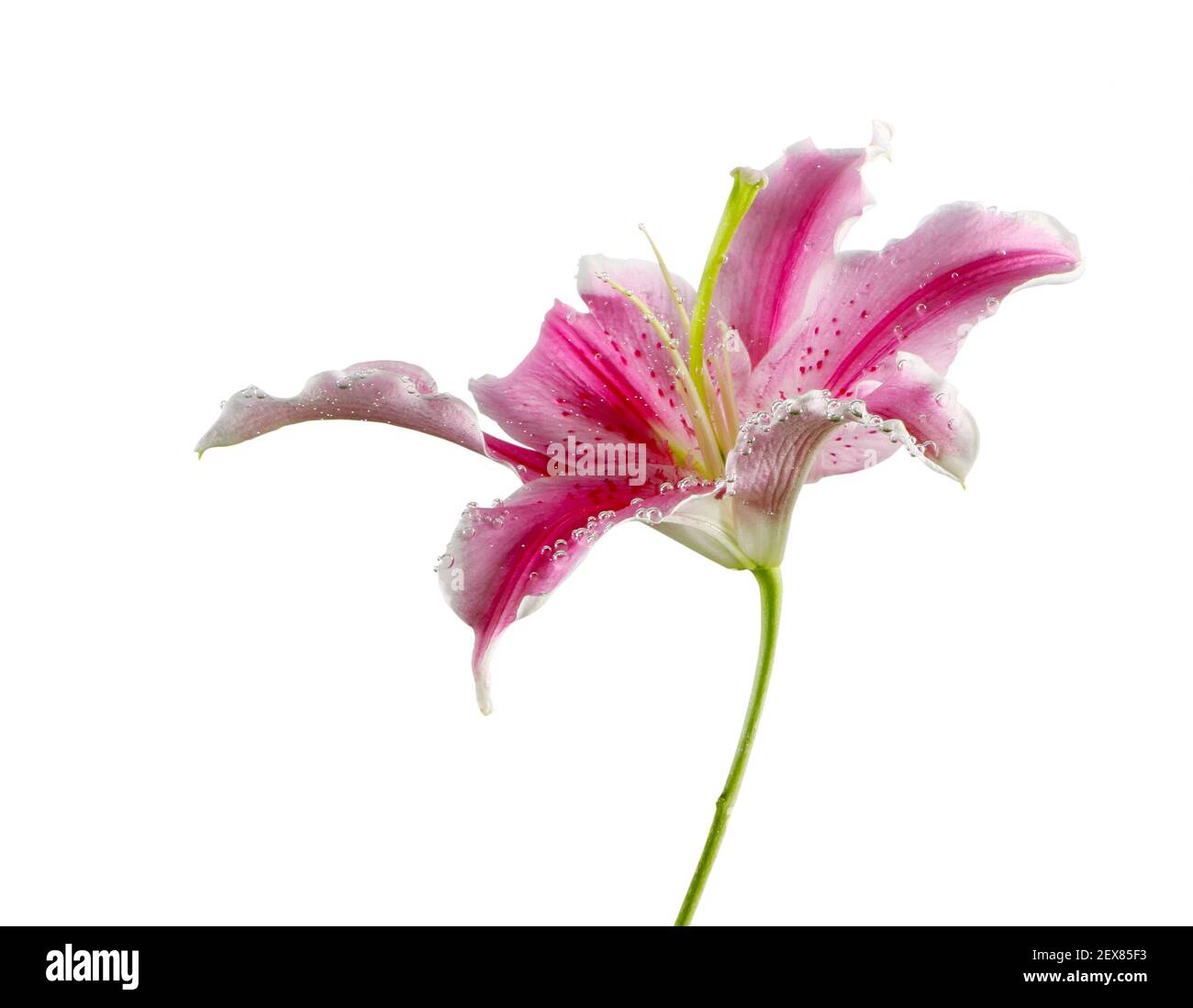 Fleur Banque D'Images