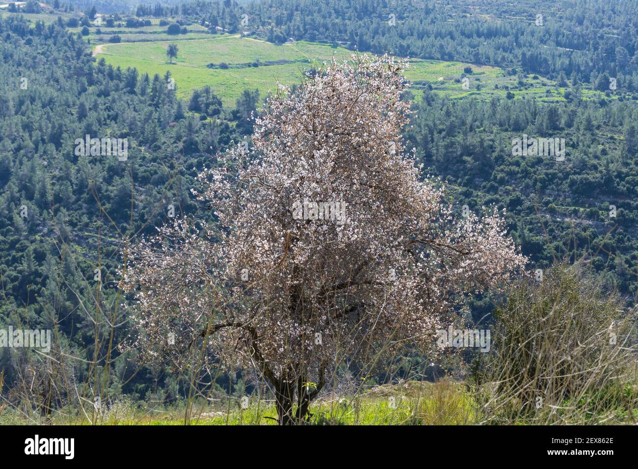 Amandiers sauvages fleuris sur le fond de collines couvertes de forêts vertes. Israël Banque D'Images