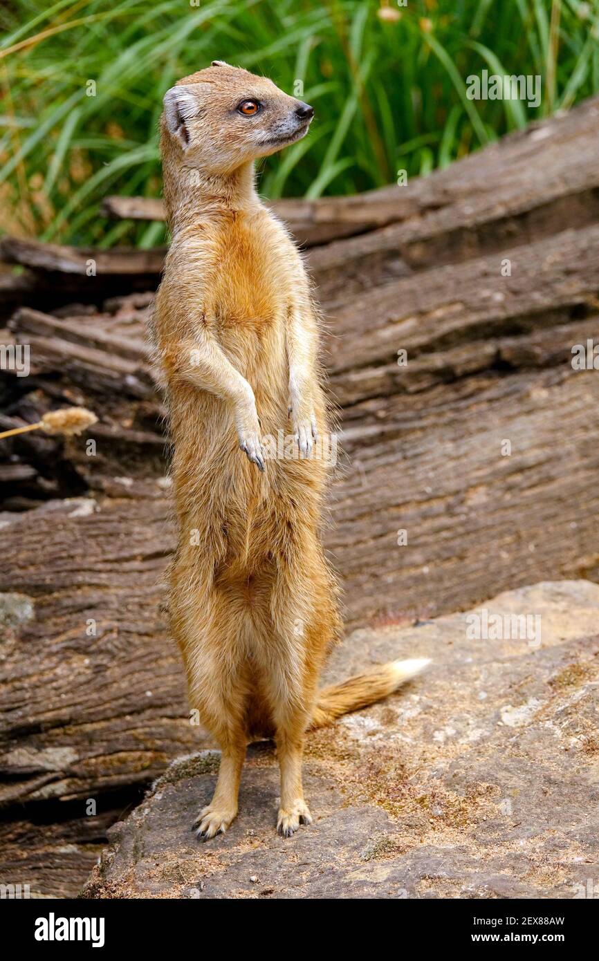 Cynictis penicillata regarde autour de la Mongoose jaune Banque D'Images
