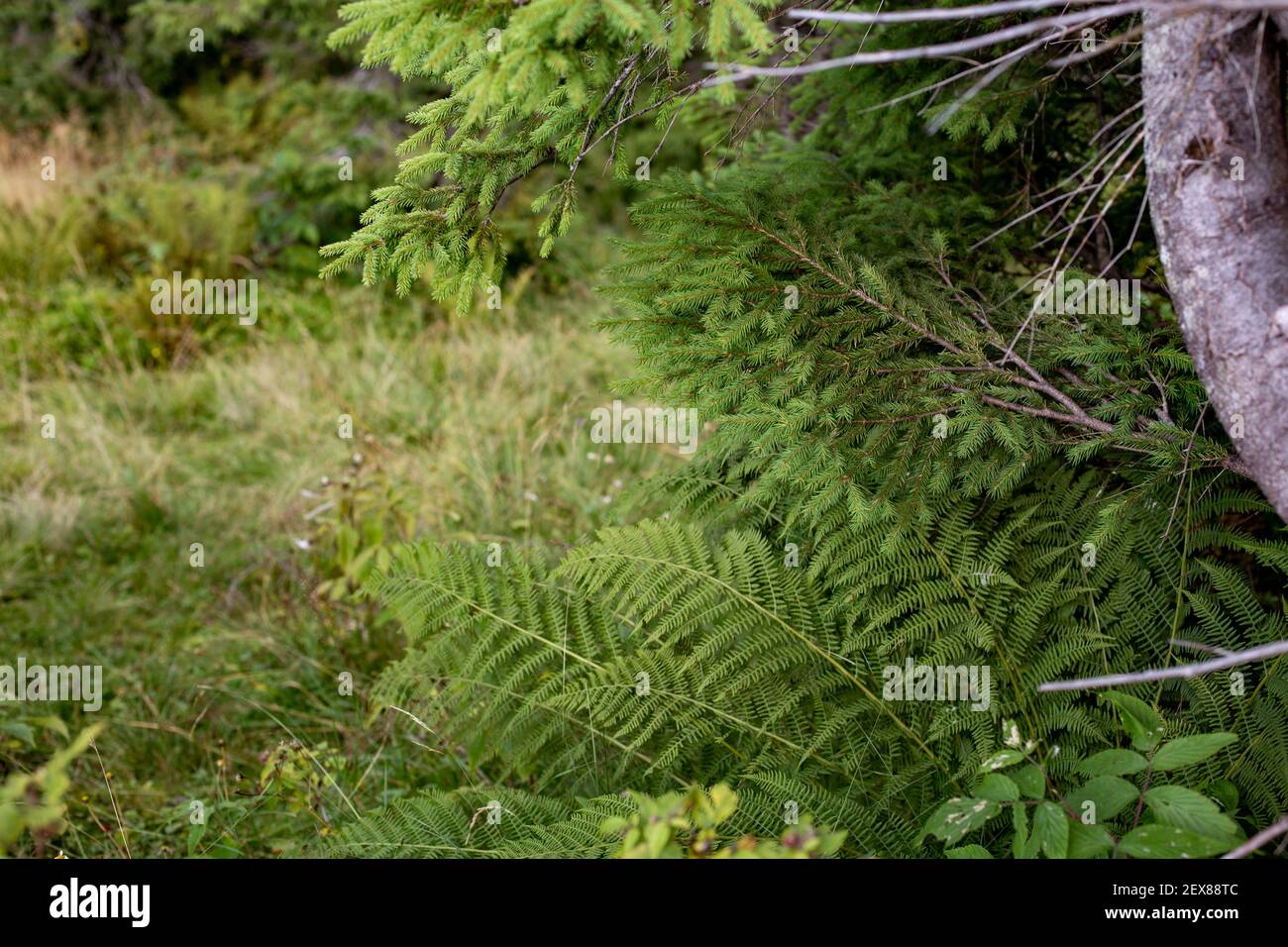Un gros plan de fougères en croissance à côté d'un pin arbre dans une forêt Banque D'Images