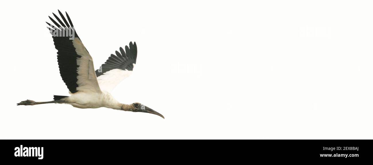 Une cigogne en bois en vol avec espace de copie, journée mondiale de l'observation des oiseaux grand jour Banque D'Images