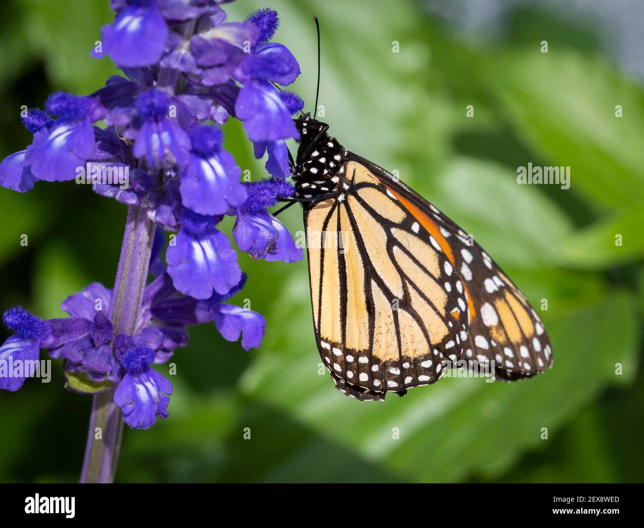 Un seul papillon de Viceroy sur o fleur de jardin bleue Banque D'Images
