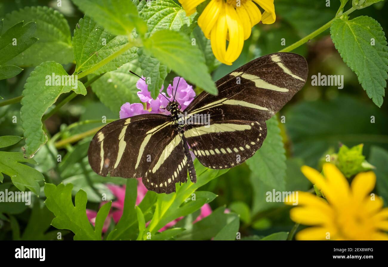 Un seul papillon zébré à ailes longues sur une fleur en forme d'oyau Banque D'Images
