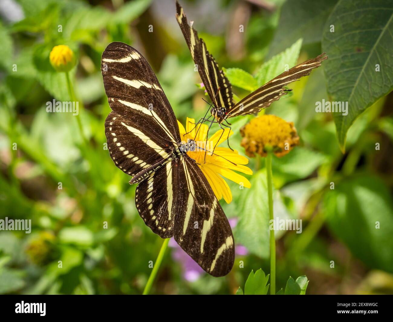 Deux papillons zèbre hélisicien ou zèbre à ailes longues sur o jaune fleur Banque D'Images