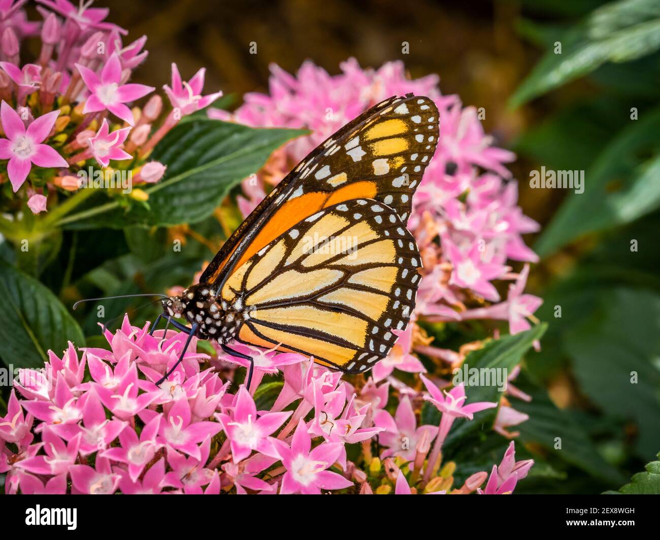 Un seul papillon de Viceroy sur o fleur rose Banque D'Images