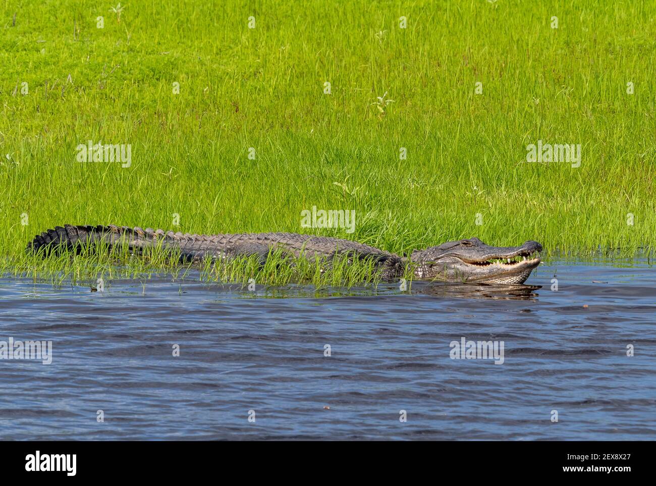 Alligator américain en herbe verte sur la rive de la rivière Myakka, herbacée verte dans le parc national de la rivière Myakka sur Sarasota Floride Etats-Unis Banque D'Images