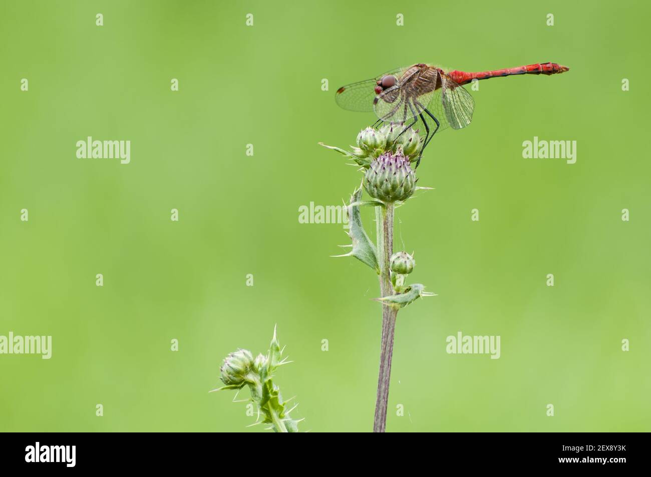 Sang rouge Darter Banque D'Images