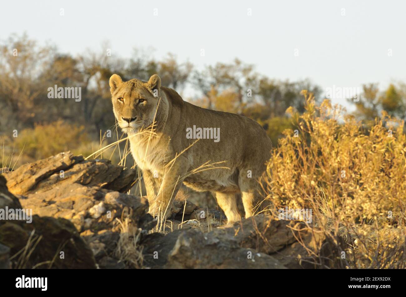 Lioness (Panthera leo) Banque D'Images