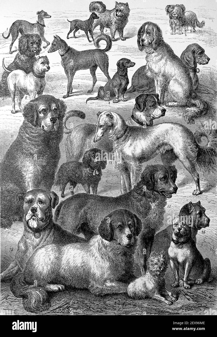 Différentes races de chiens dans une illustration de 1880 / verschiedene Rassen der Hunde in einer Illustration aus dem Jahre 1880, Historisch, historique, numérique amélioration de la reproduction d'un original du 19ème siècle / digitale Reproduktion einer Originalvorlage aus dem 19. Jahrhundert, Banque D'Images