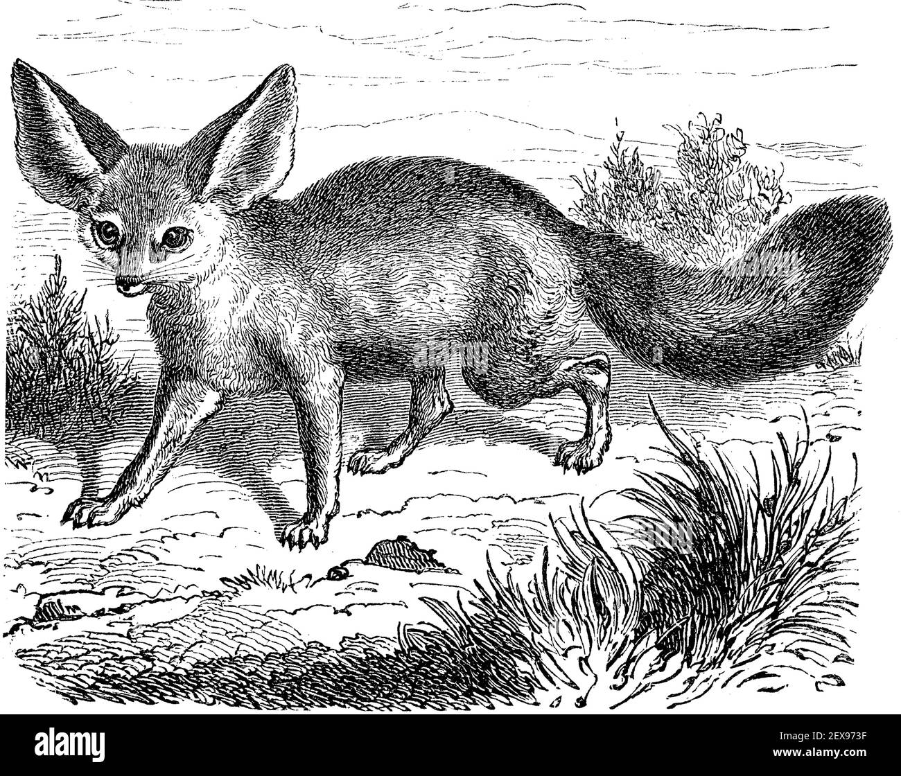 Fennec Fox Illustration Banque D Image Et Photos Alamy
