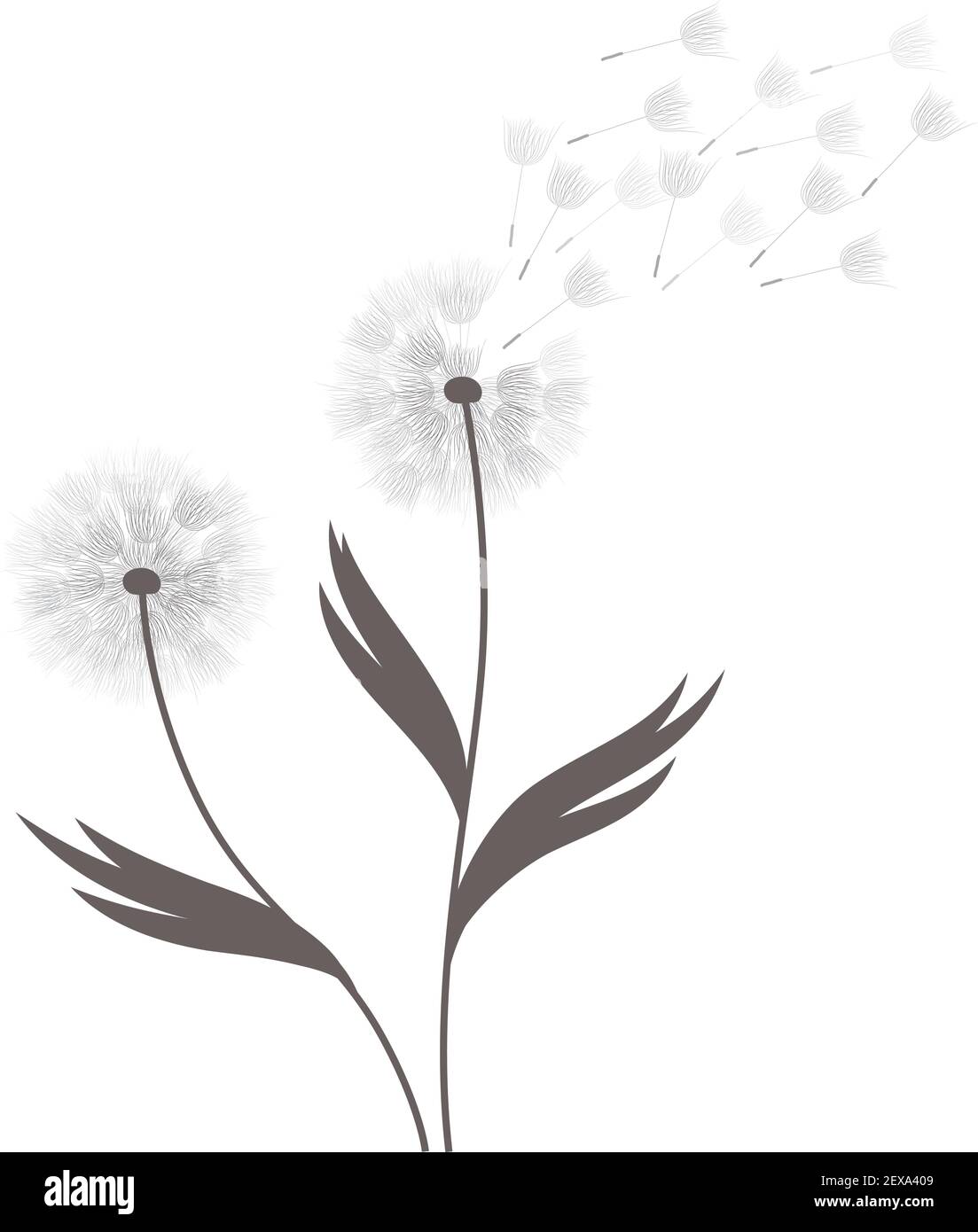 Pissenlit fleur, vector Illustration de Vecteur