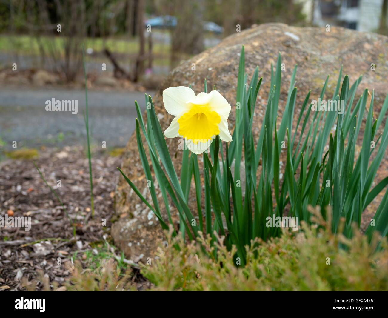 la première fleur de jonquille jaune fleurit dans le jardin de la ressort Banque D'Images