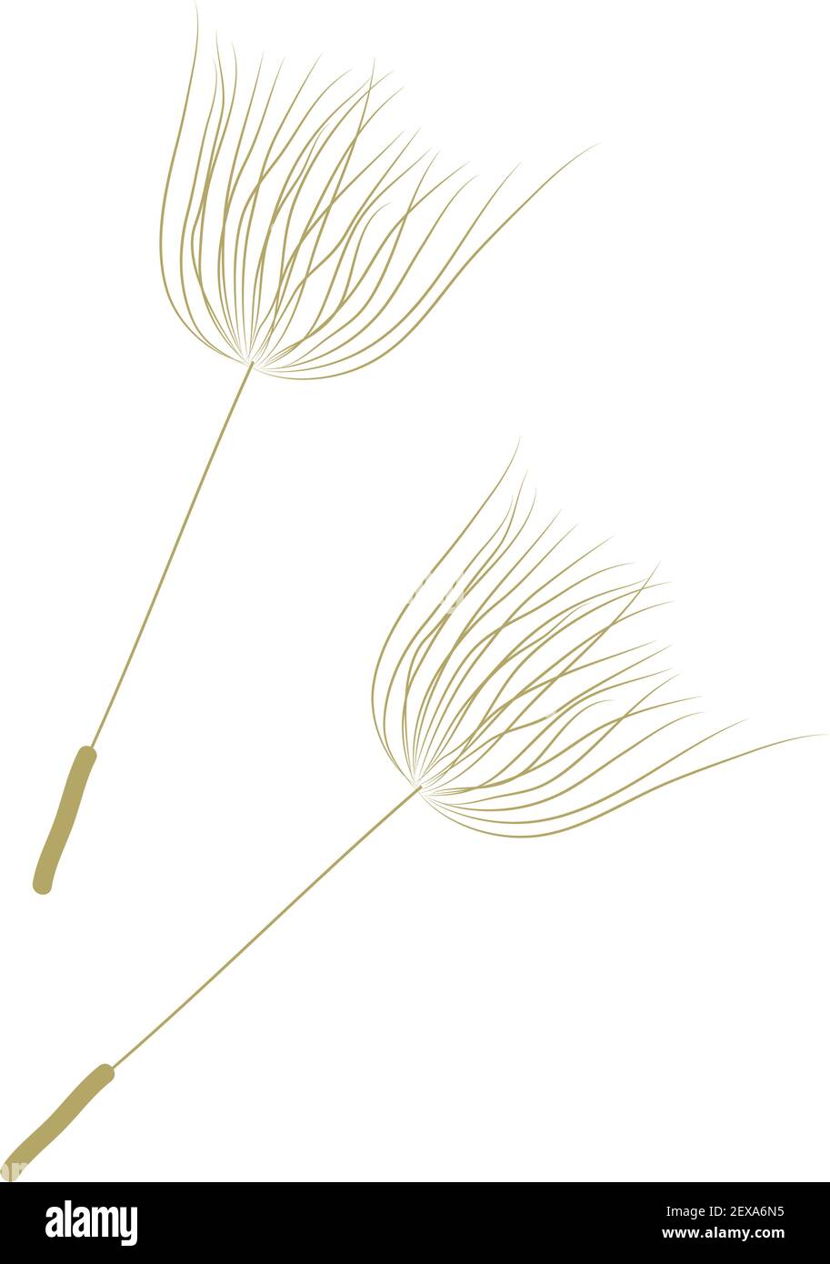 Pissenlit fleur, vector Illustration de Vecteur