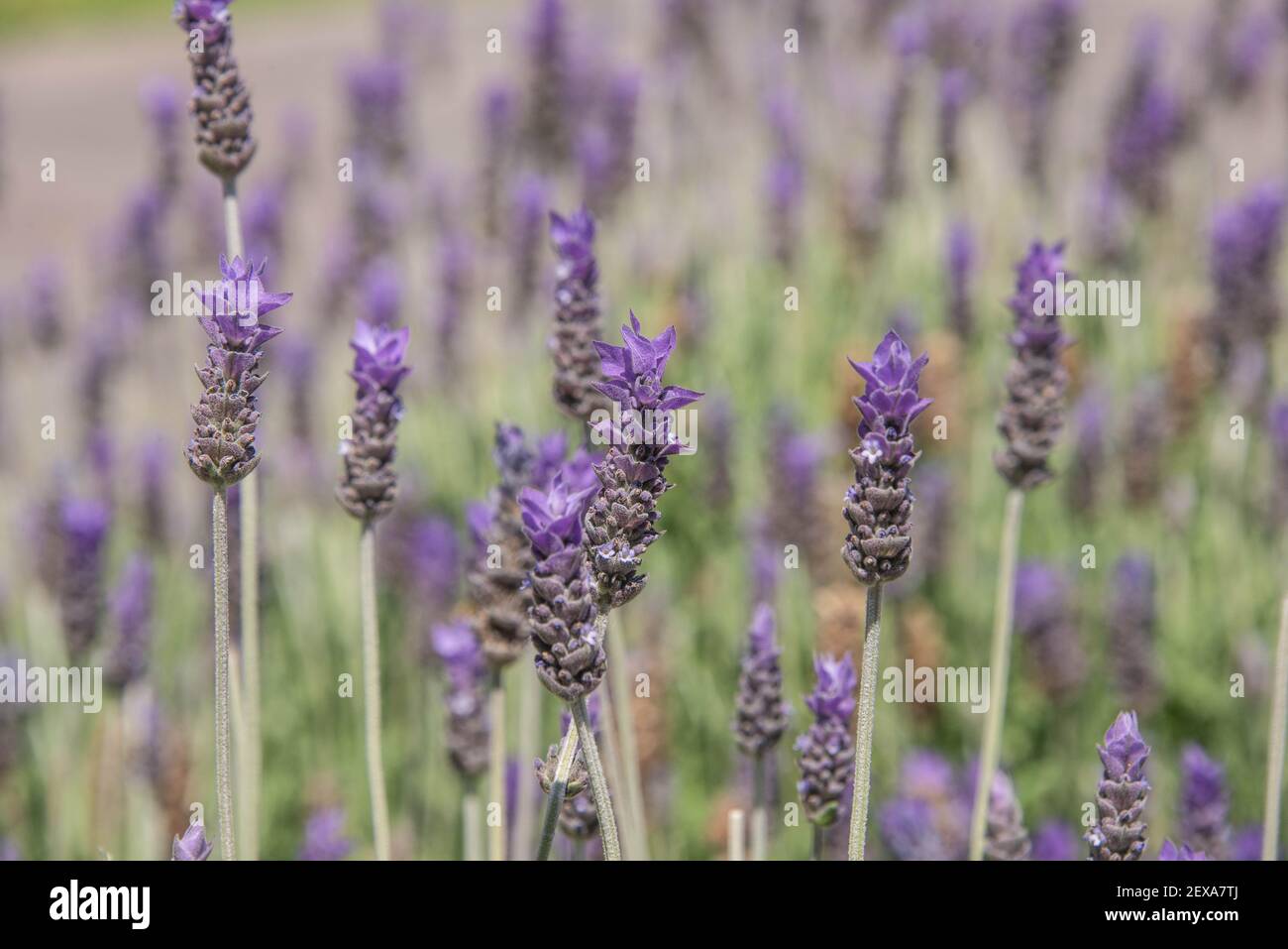 Un close-up de violet et vert lumineux avec un arrière-plan flou de lavande Banque D'Images