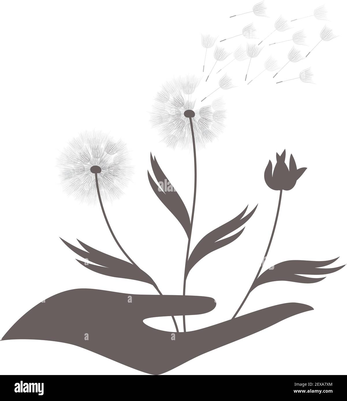 Pissenlit fleur, vector Illustration de Vecteur