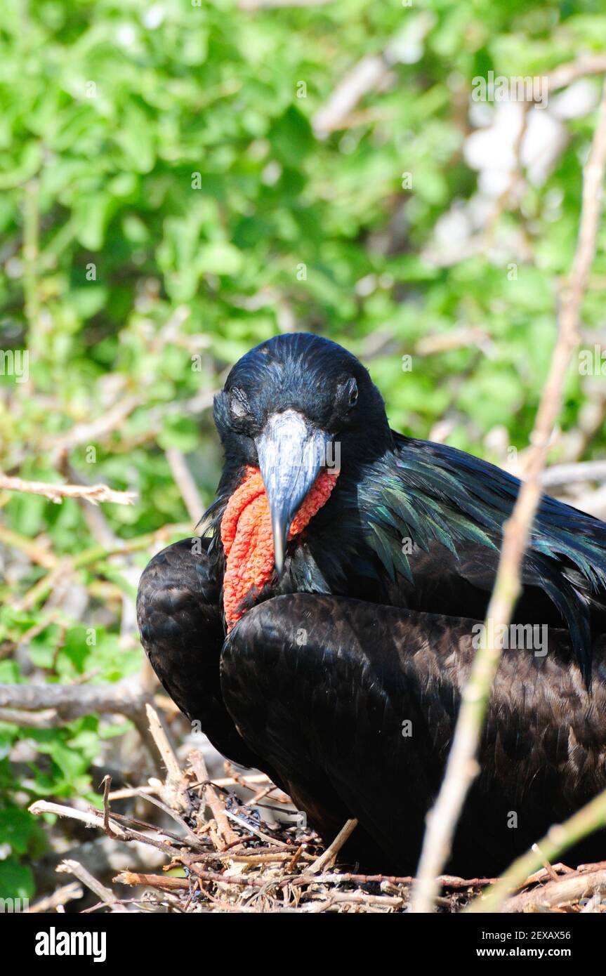 galapgagos île red throated frégate oiseaux pendant la saison d'accouplement Banque D'Images