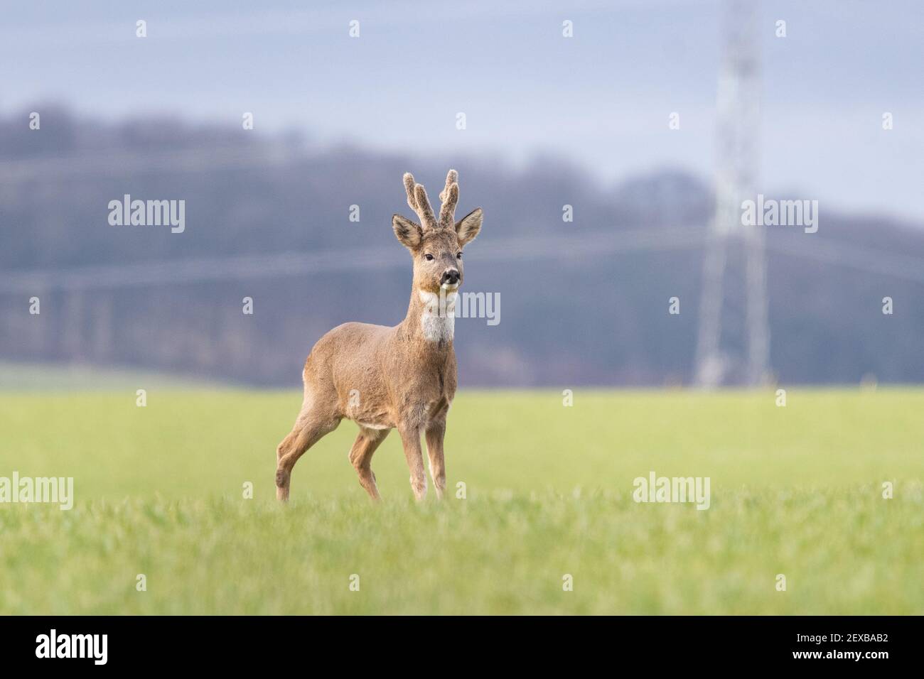 ROE Deer buck (caperolus caperolus) debout sur le terrain en mars avec des bois recouverts de velours et un timbre de gorget blanc sur le cou - Écosse, Royaume-Uni Banque D'Images