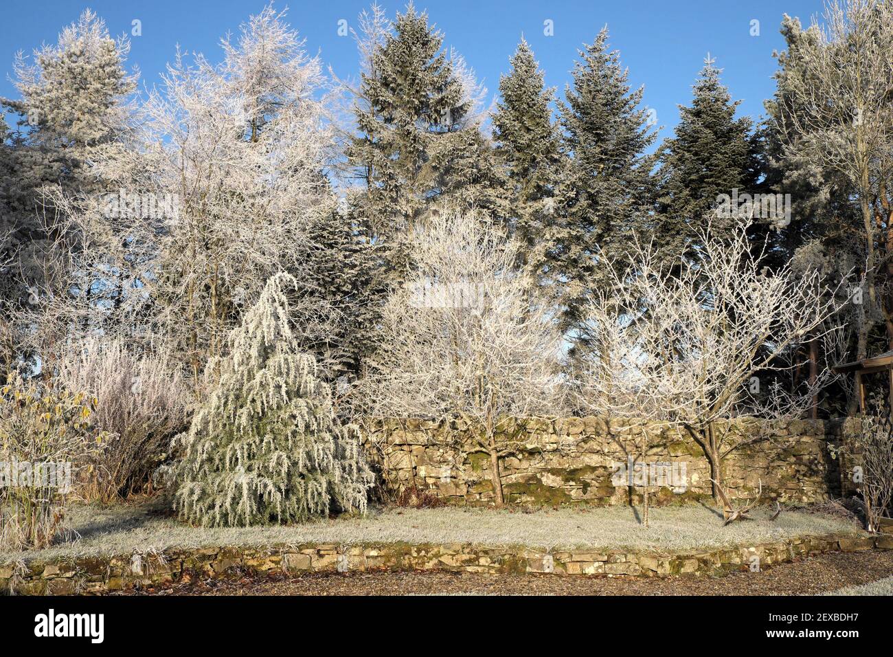 Arbres recouverts de gel dans un jardin, Northumberland, Angleterre, Royaume-Uni Banque D'Images
