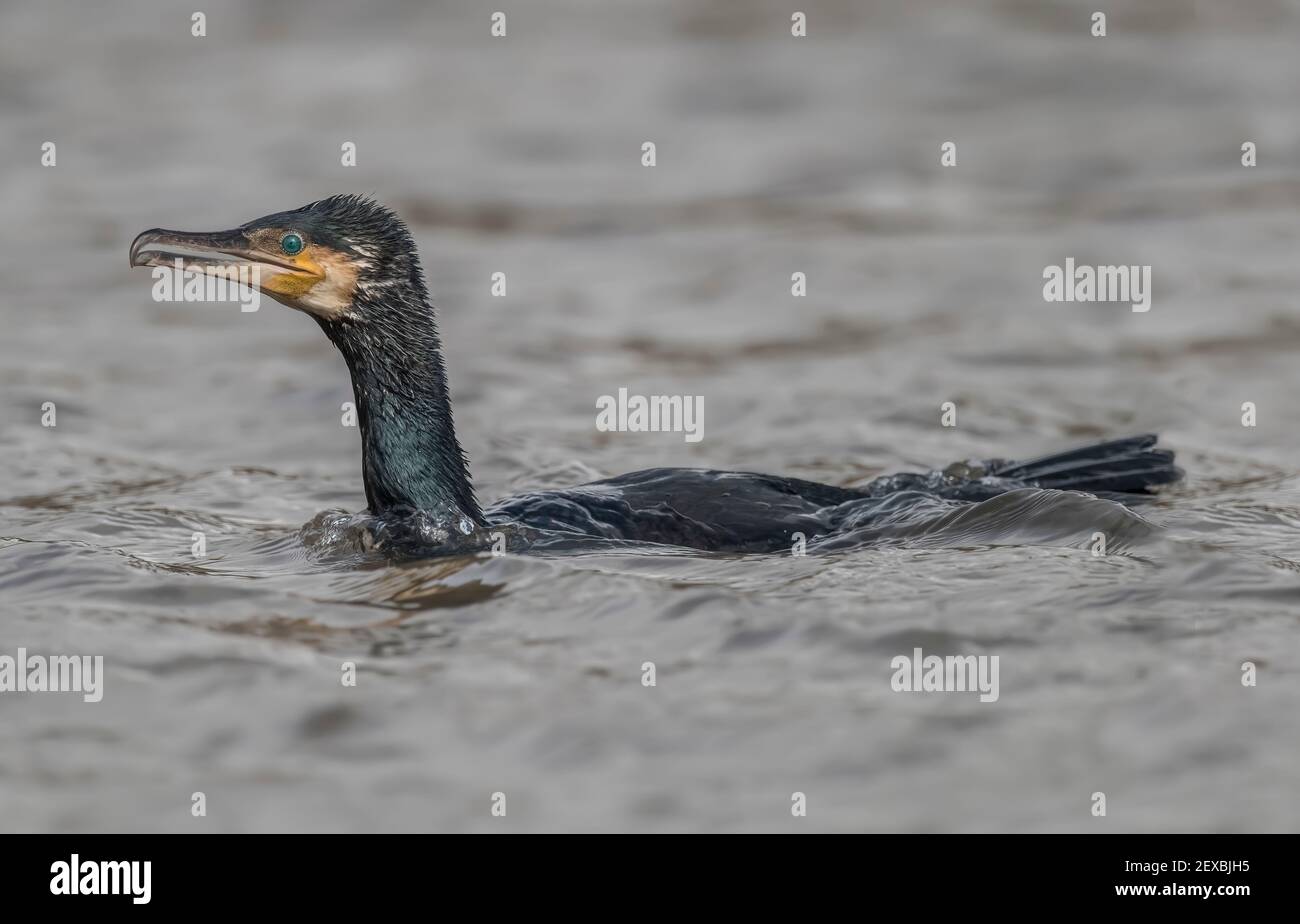 Cormorant dans un étang, gros plan en Écosse en hiver Banque D'Images