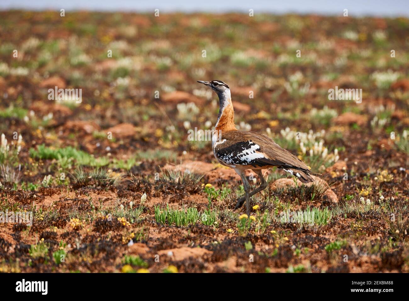 Bustard de Denham ou Bustard de Stanley, Neotis denhami, plateau de Noika, Malawi, Afrique Banque D'Images