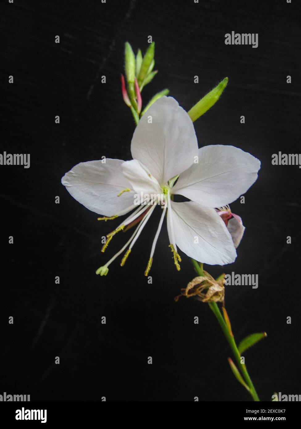 La fleur du Guara Belleza blanc, un hybride de Gaura lindheimeri, sur fond noir Banque D'Images