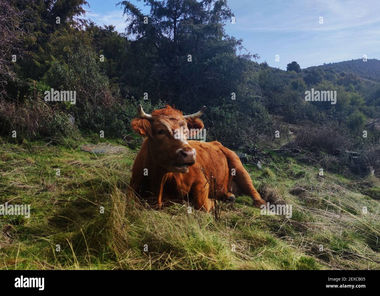 Vache assise dans un pré Banque D'Images