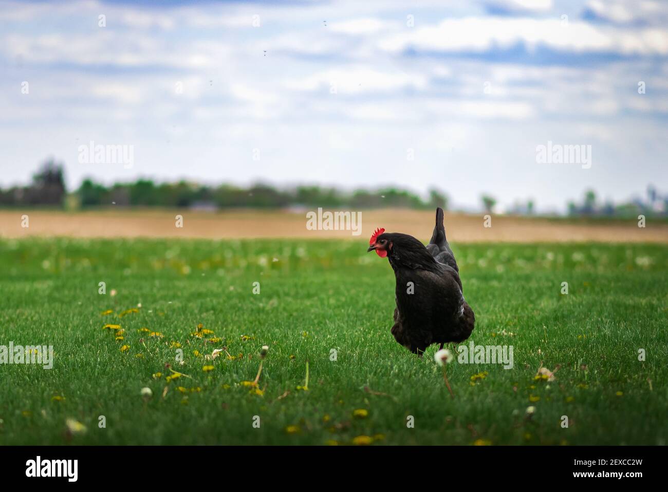 un poulet australorp debout dans l'herbe sur un chaud jour de printemps Banque D'Images