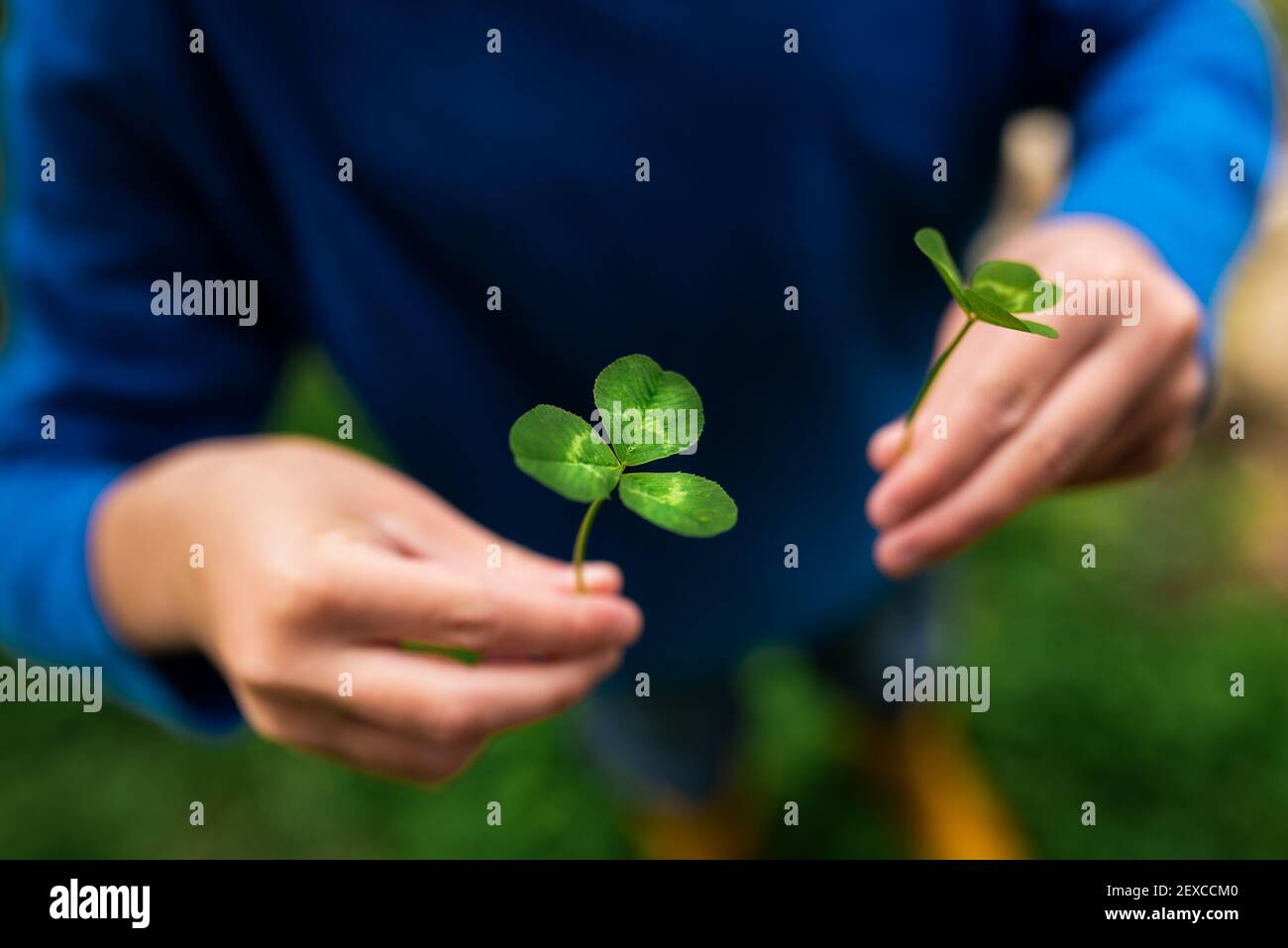 petites mains tenant deux trèfle à trois feuilles dans un jardin extérieur Banque D'Images
