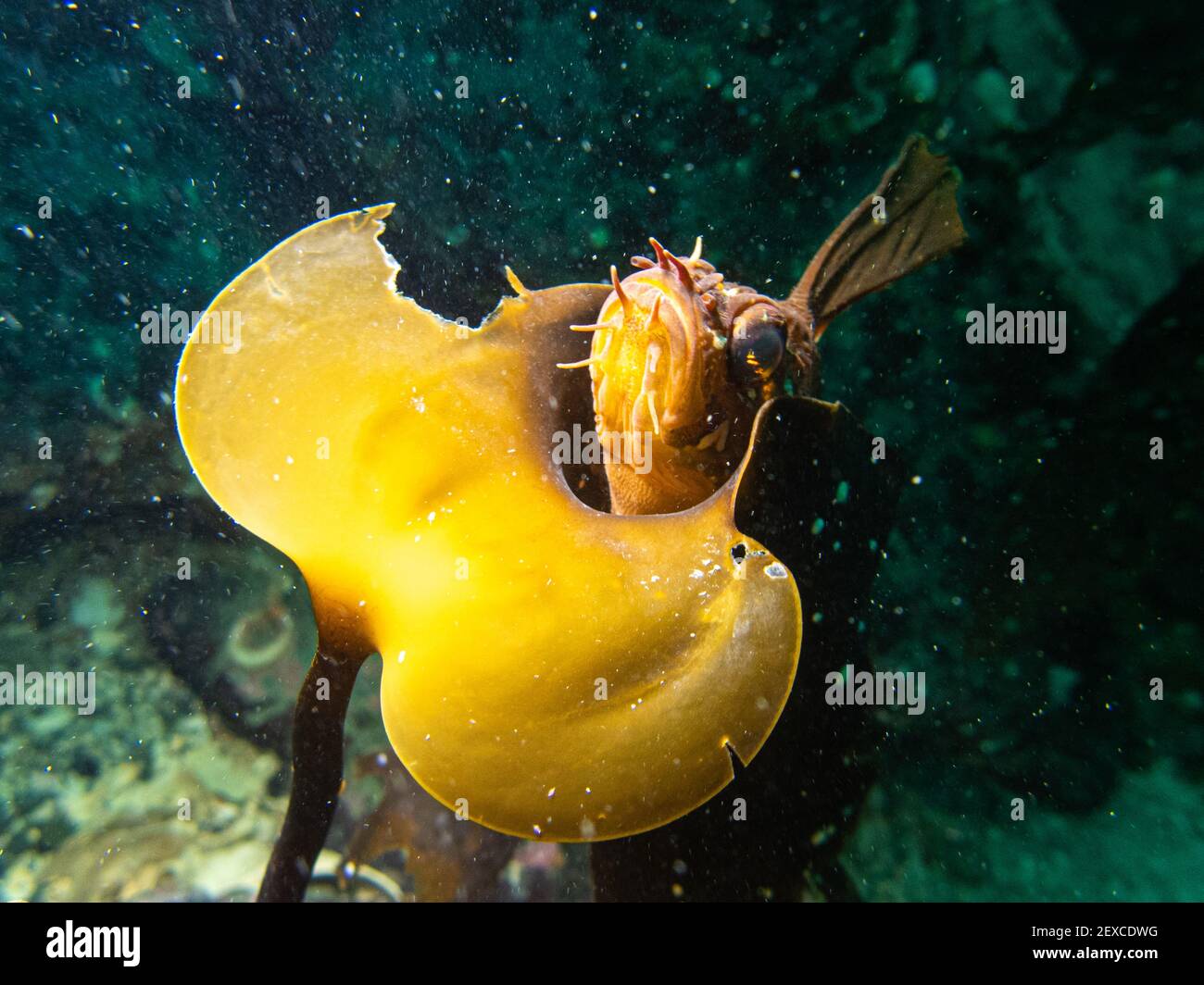 Poisson-chabot argenté à Kelp sous-marin dans le sud-est de l'Alaska, aux États-Unis Banque D'Images