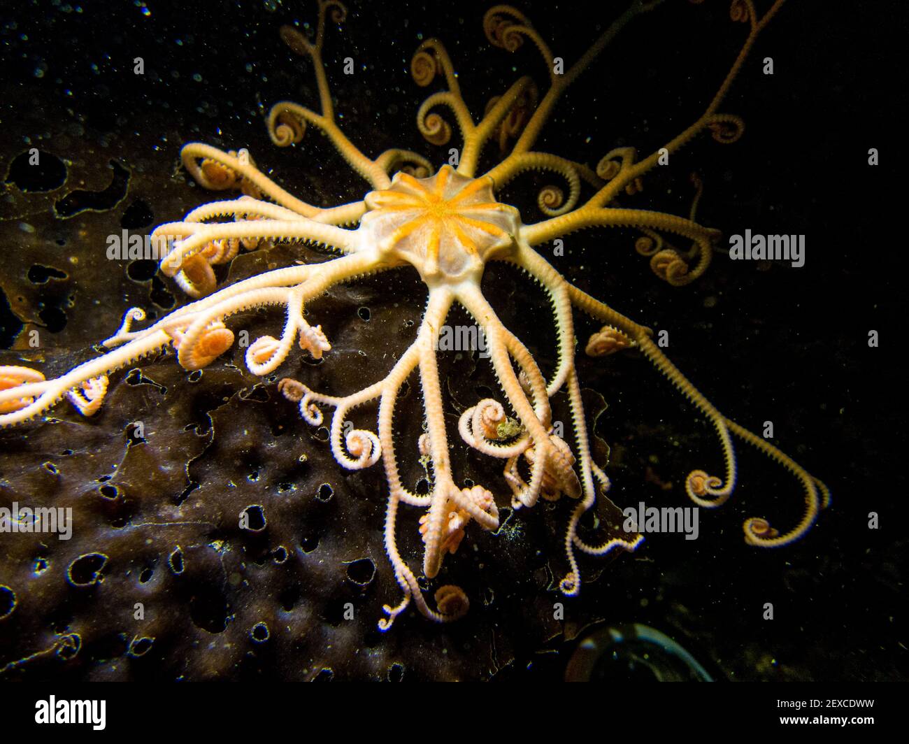 Basket Sea Star Uncurls tendrils sous-marin dans le sud-est de l'Alaska, États-Unis Banque D'Images