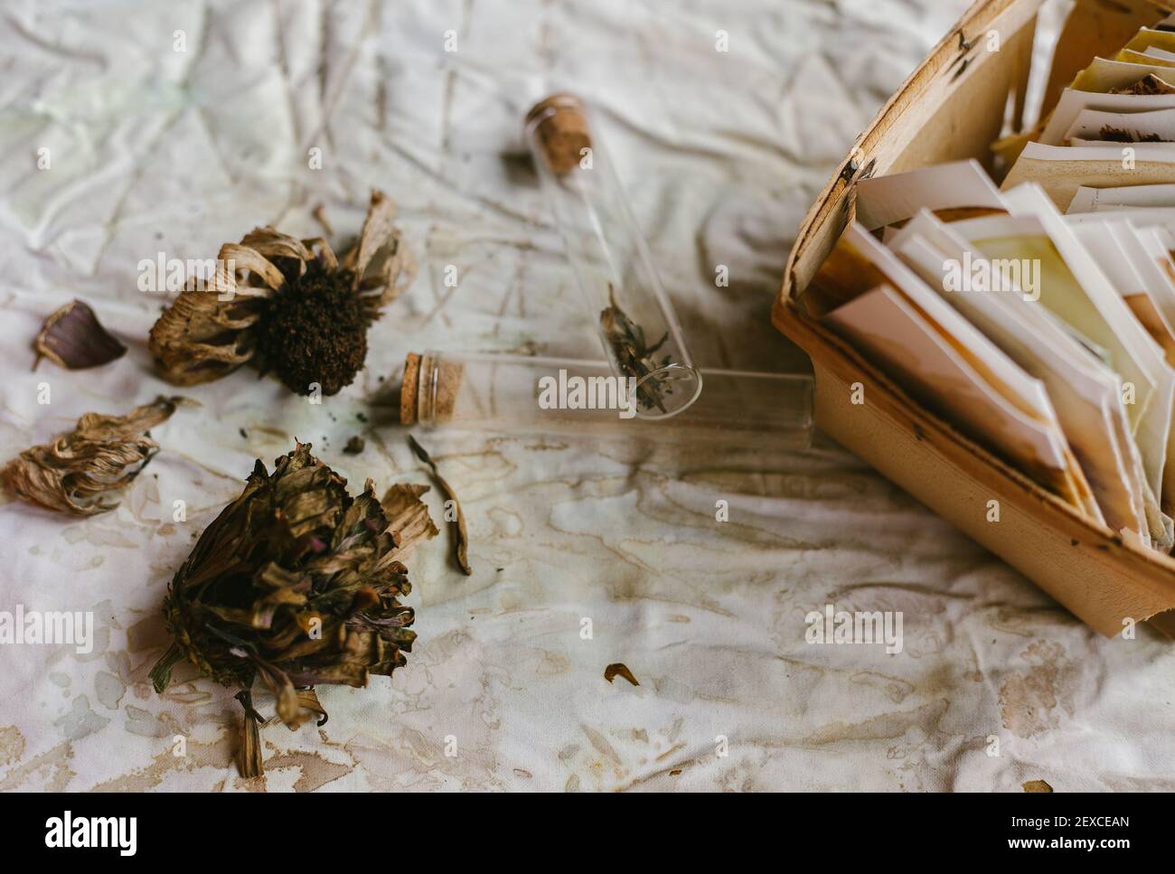 Pose plate de têtes de fleurs de zinnia pour économiser les graines avec un panier d'enveloppes de graines et un porte-bouteille en verre Banque D'Images