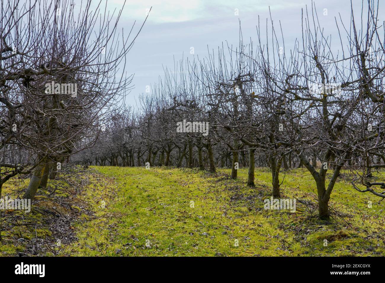 Verger de pomme en hiver dans la rangée harmonique Banque D'Images