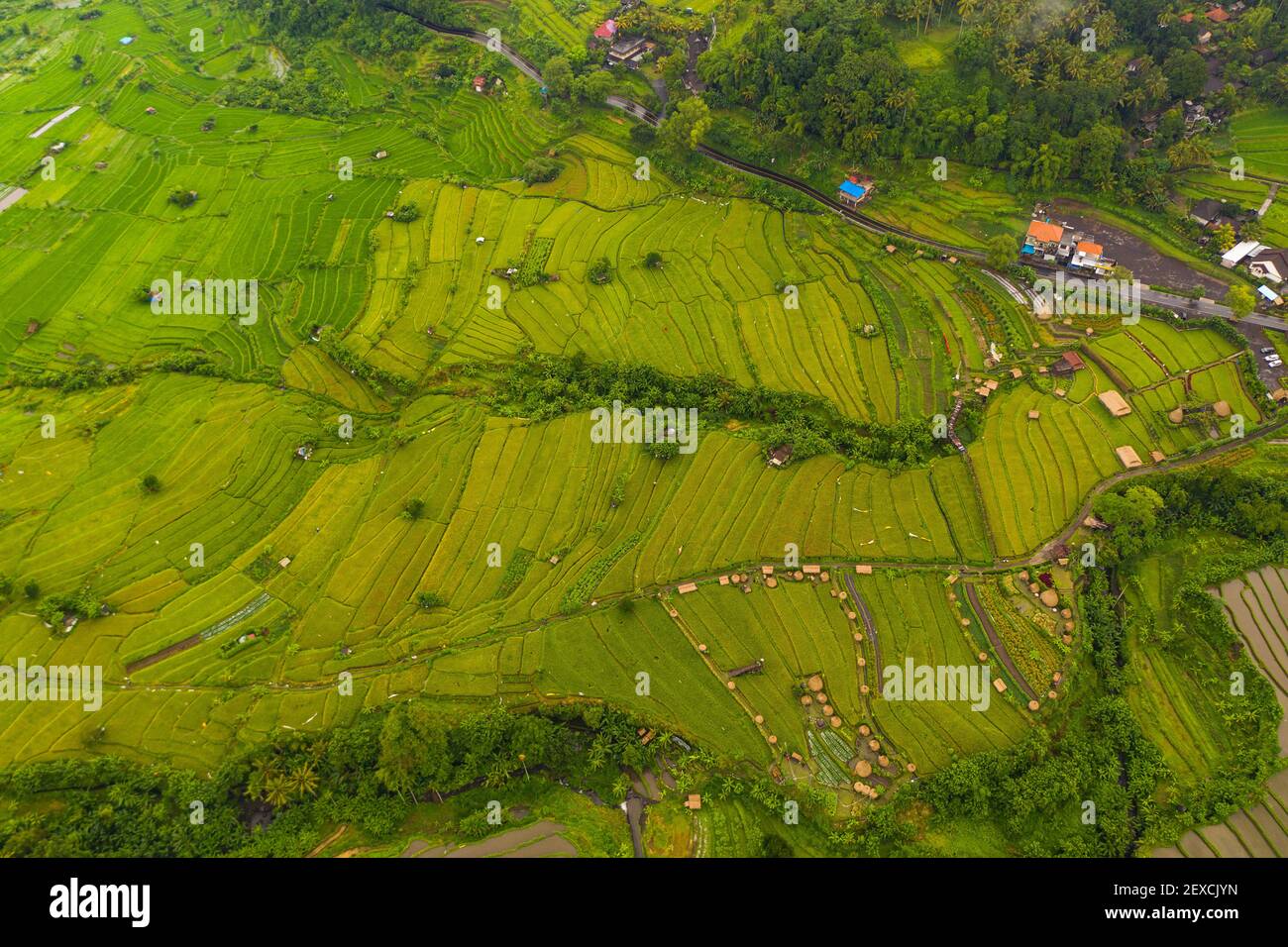 Vue aérienne de haut en bas des plantations luxuriantes de rizières vertes avec de petites fermes rurales à Bali, Indonésie champs de riz en terrasse sur une colline Banque D'Images