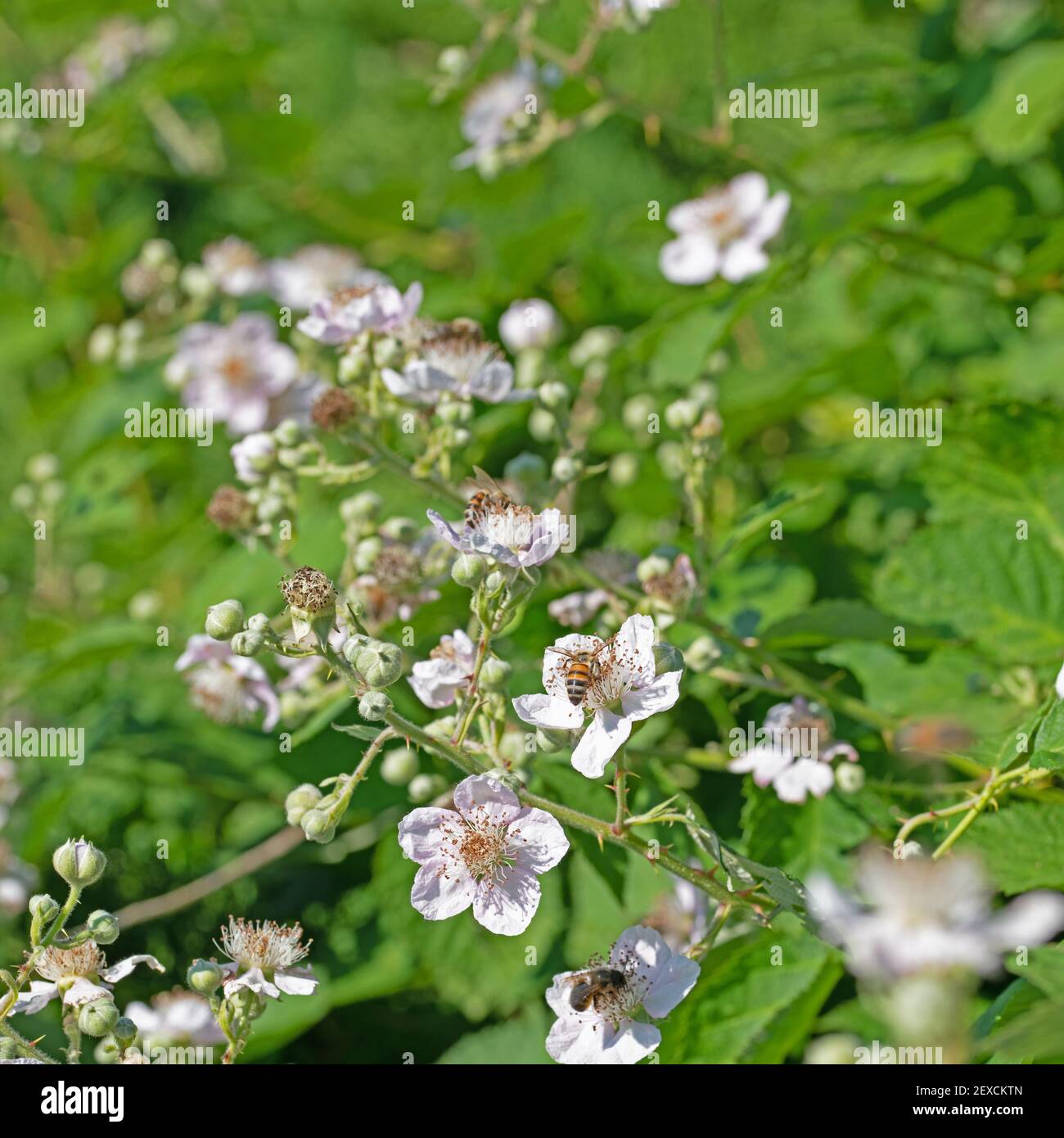 Mûres fleuries, Rubus sectio Rubus Banque D'Images