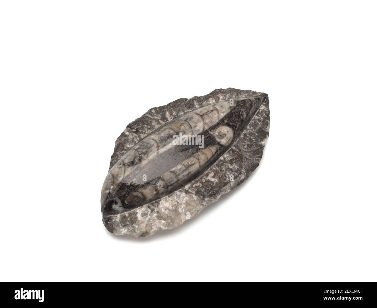 gros plan d'un poisson pétrifié fossilisé dinosaure fossile reste dedans pierre avec détails du squelette avec crâne et os Banque D'Images