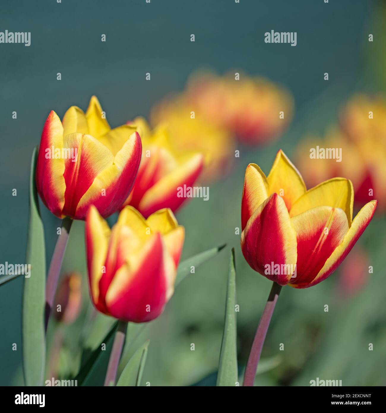 Tulipes fleuris en gros plan Banque D'Images