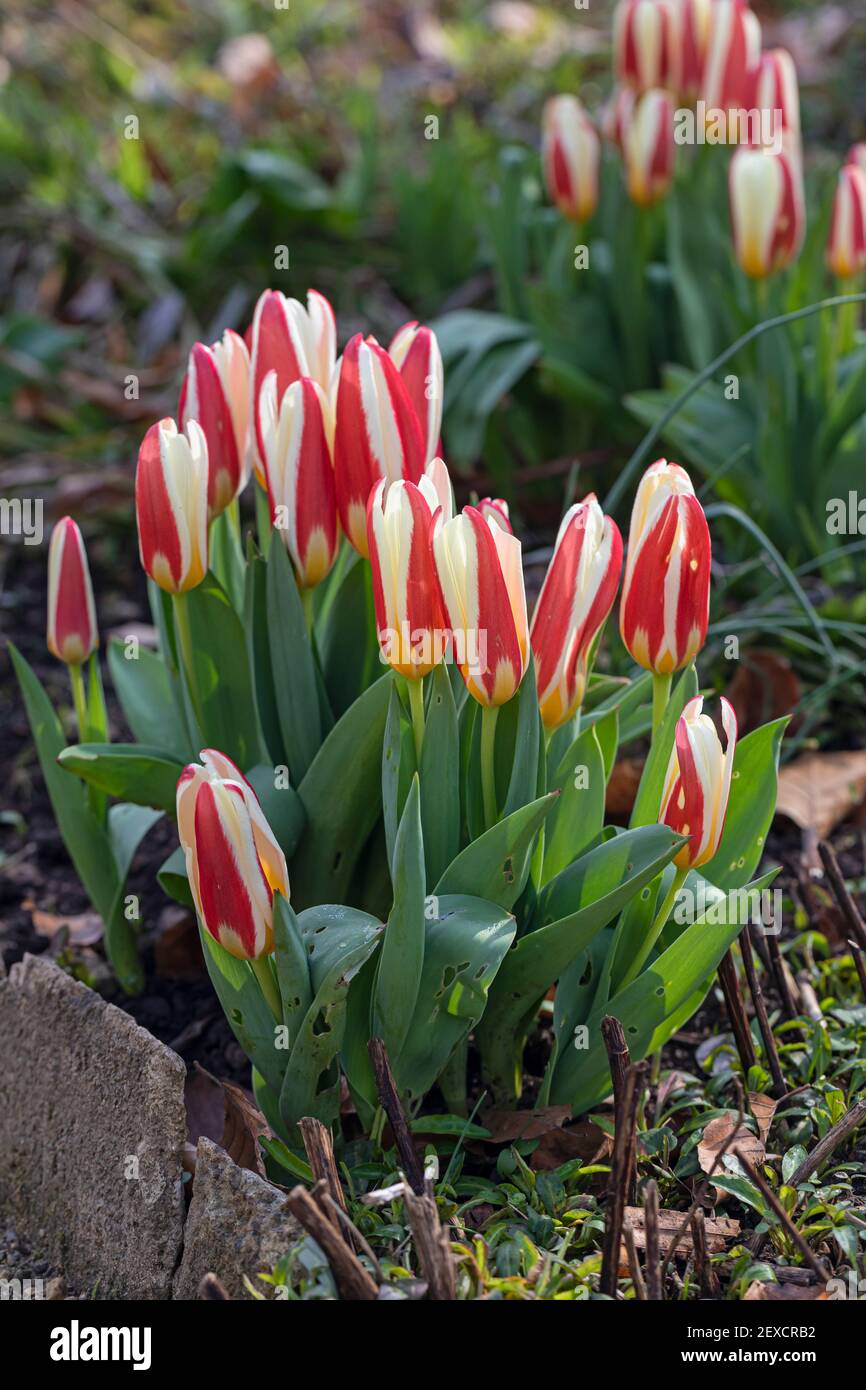 La fleur de Tulipa Kaufmanniana se trouve à la frontière d'un jardin anglais Au printemps au Royaume-Uni Banque D'Images