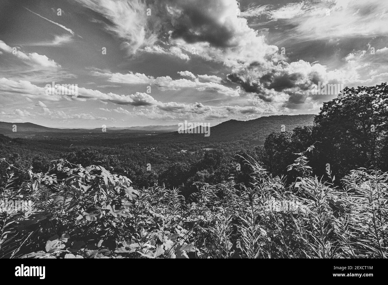 Le feuillage indigène sur le bord de la route fleurit au printemps sur la Blue Ridge Parkway à Haw Creek Overlook à Asheville, NC, États-Unis. Banque D'Images