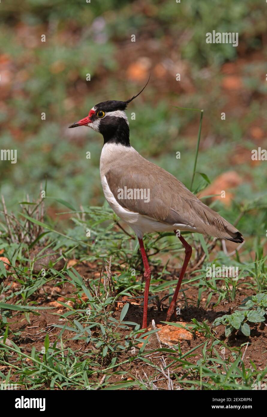 Pluvier à tête noire (Vanellus tectus) adulte au sol Tsavo West NP, Kenya Novembre Banque D'Images