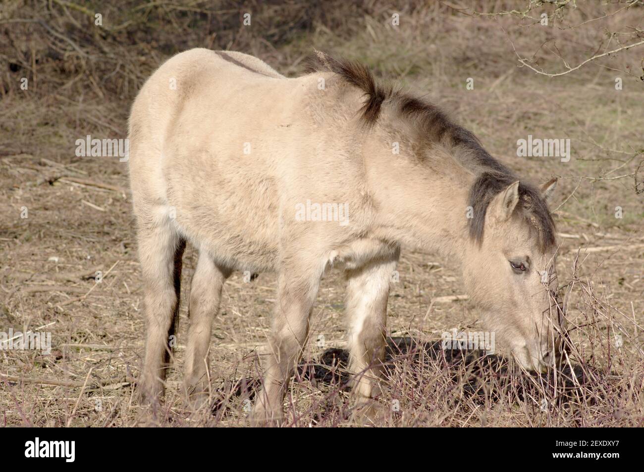 Marche de cheval brun dans un pâturage Banque D'Images