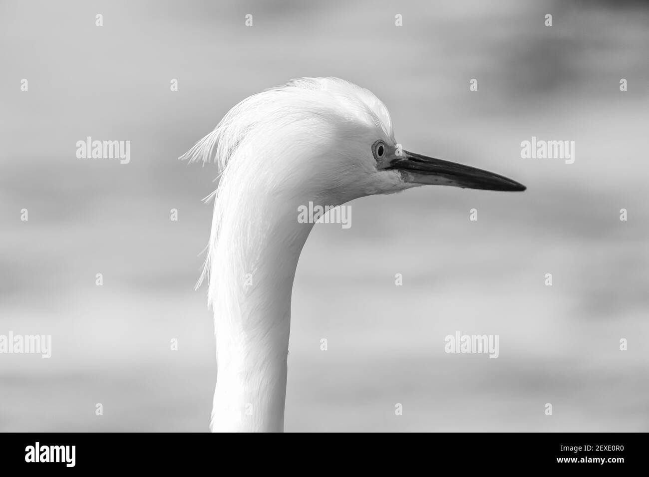 Profil de la tête d'un aigretta thula de neige, réserve naturelle d'État de point Lobos, Californie, États-Unis. Banque D'Images