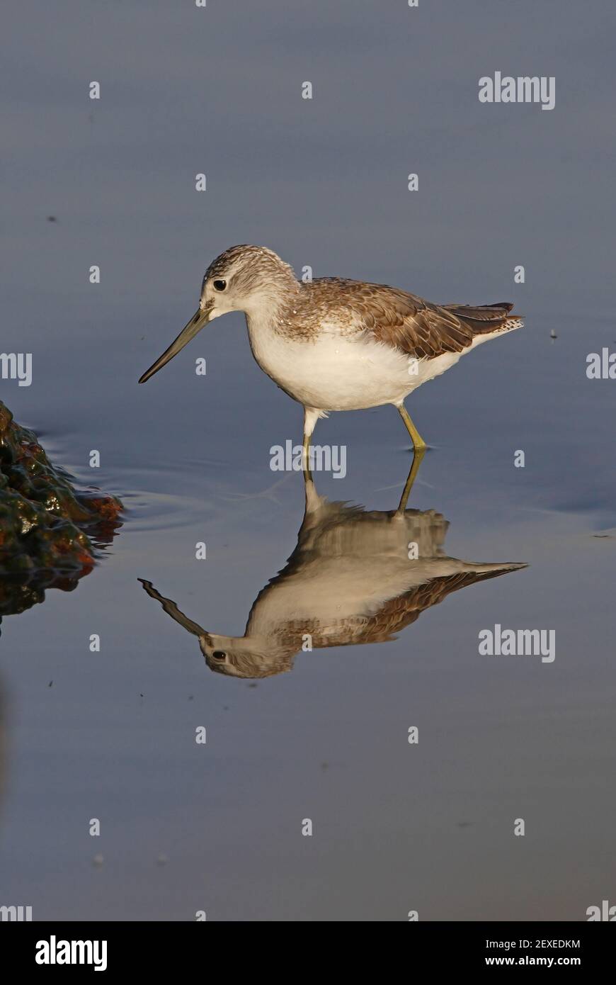 La buée verte commune (tringa nebaria) adulte qui se délaque avec le lac de réflexion Awassa, en Éthiopie Avril Banque D'Images