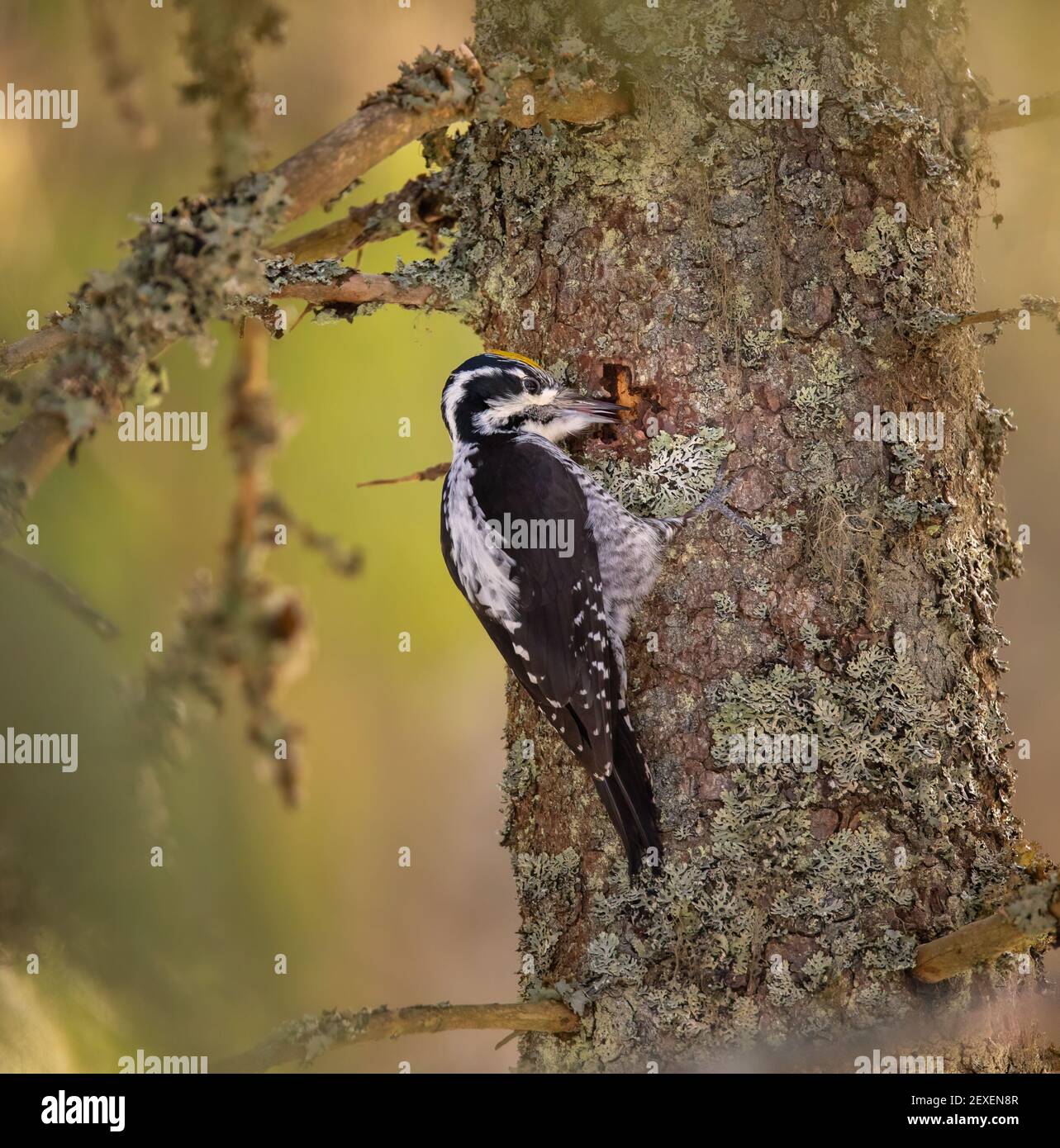 Pic à trois doigts Picoides tridactylus sur un arbre à la recherche de nourriture, la meilleure photo. Banque D'Images