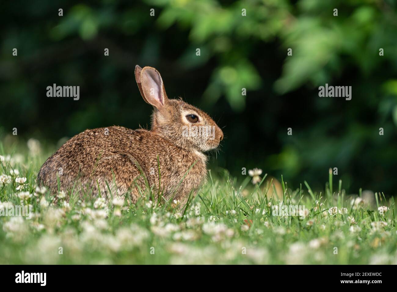 Joli lapin sauvage en fourrure dans un champ de trèfle Banque D'Images