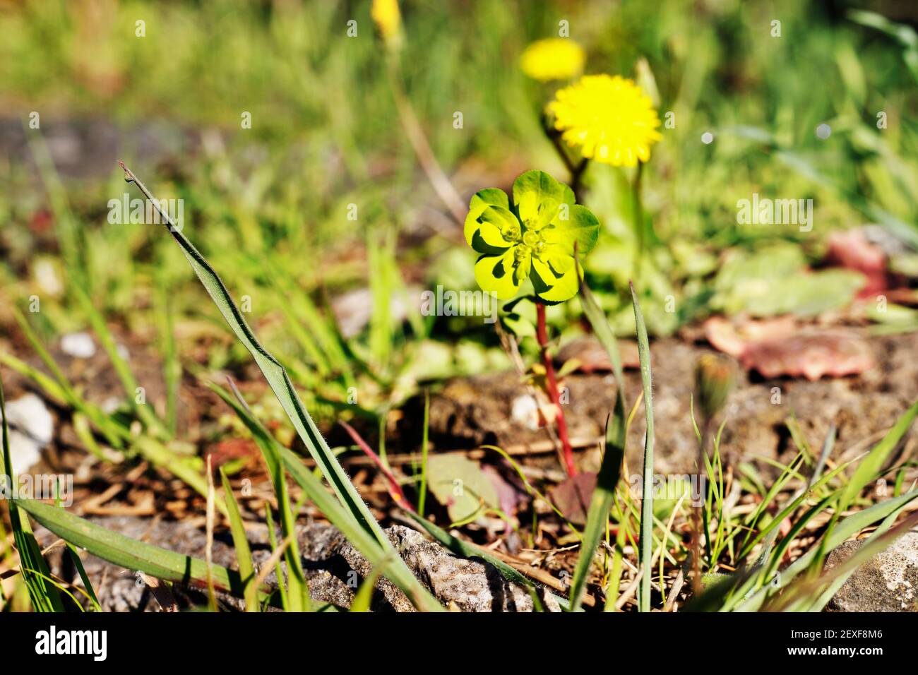 Fleur verte de soleil sphurge -euphorbia helioscopia - non cultivé et plante toxique Banque D'Images
