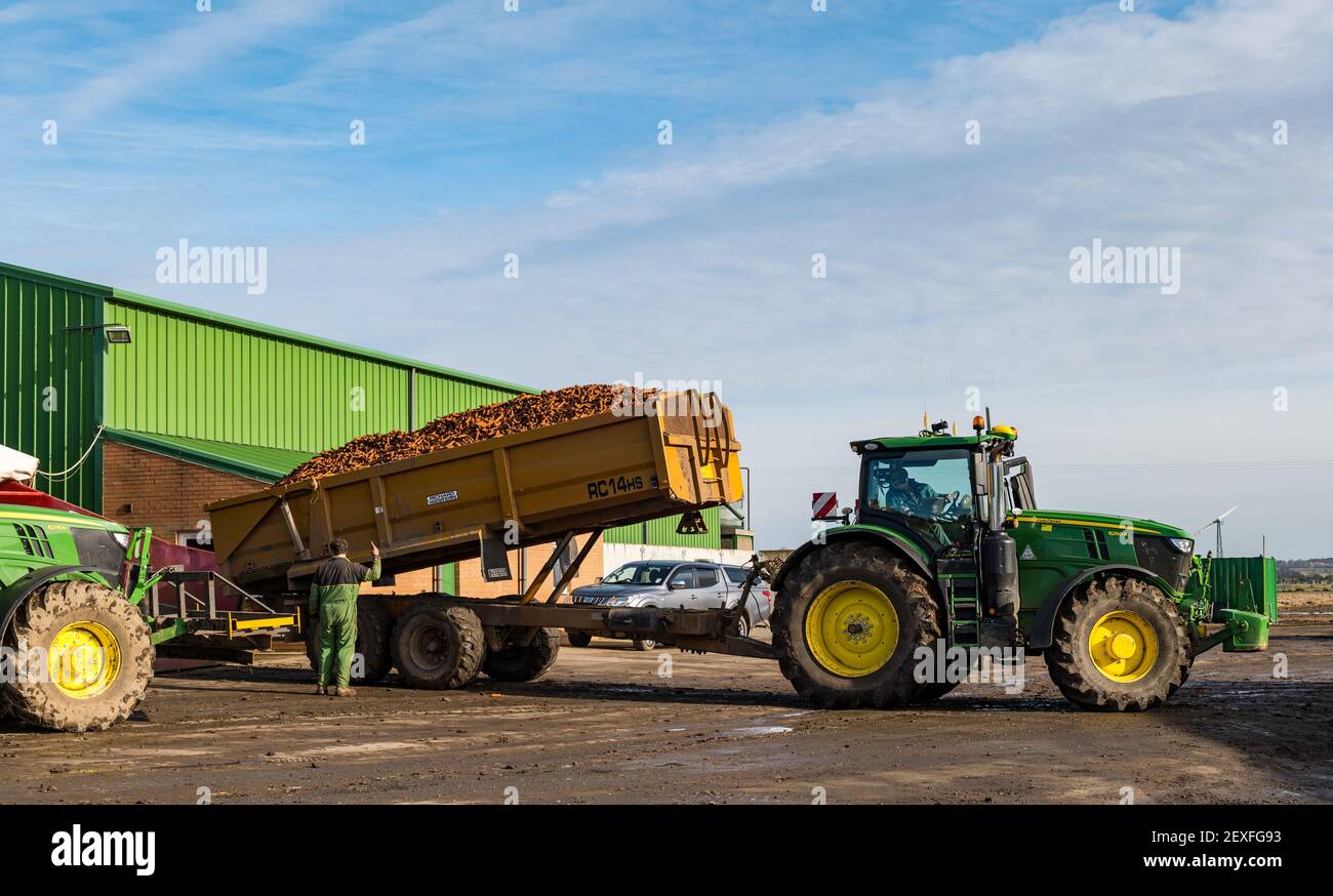 Charge de tracteur sur remorque de carottes entrant dans les machines agricoles pendant la récolte, Luffness mains Farm, East Lothian, Écosse, Royaume-Uni Banque D'Images
