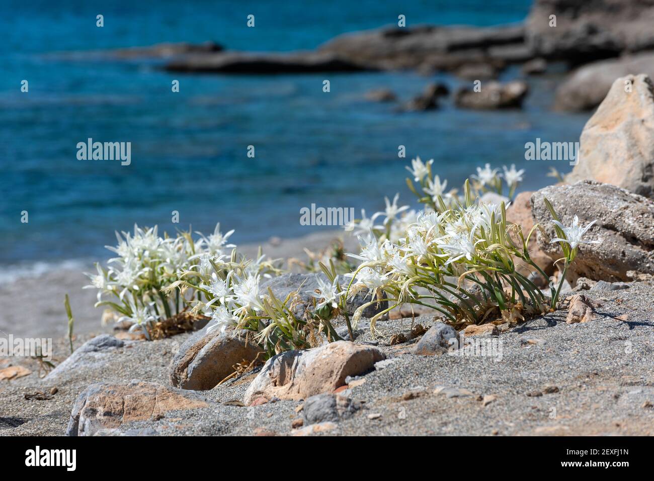 Fleurs sauvages de la méditerranée Banque de photographies et d'images à  haute résolution - Alamy