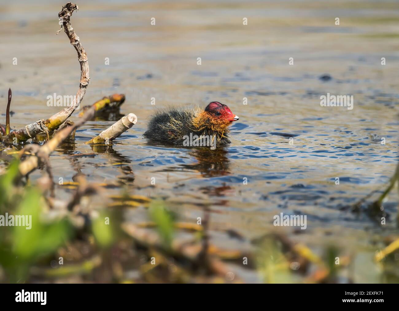 Un coot, juvénile, sur un loch, gros plan, en Écosse au printemps Banque D'Images