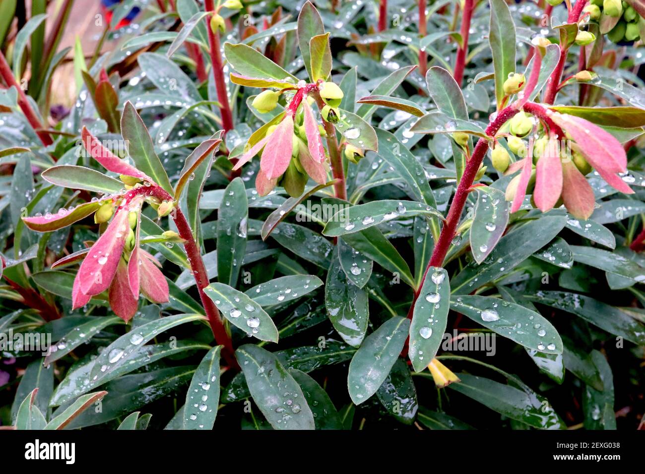 Euphorbia amygdaloides «Purpurea», spherte de bois Purpurea – fleurs jaune vif au sommet de pousses rouges et de feuilles vert foncé, mars, Angleterre, Royaume-Uni Banque D'Images